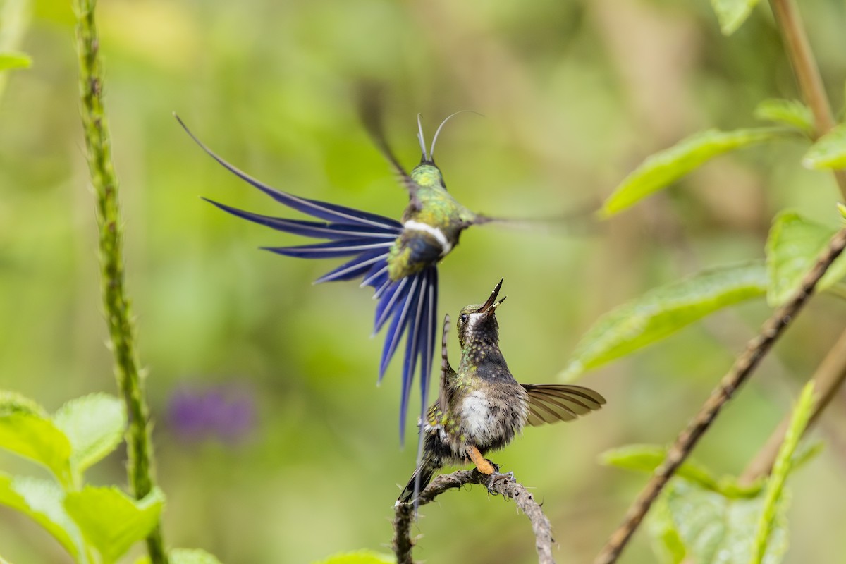 Wire-crested Thorntail - ML646813971