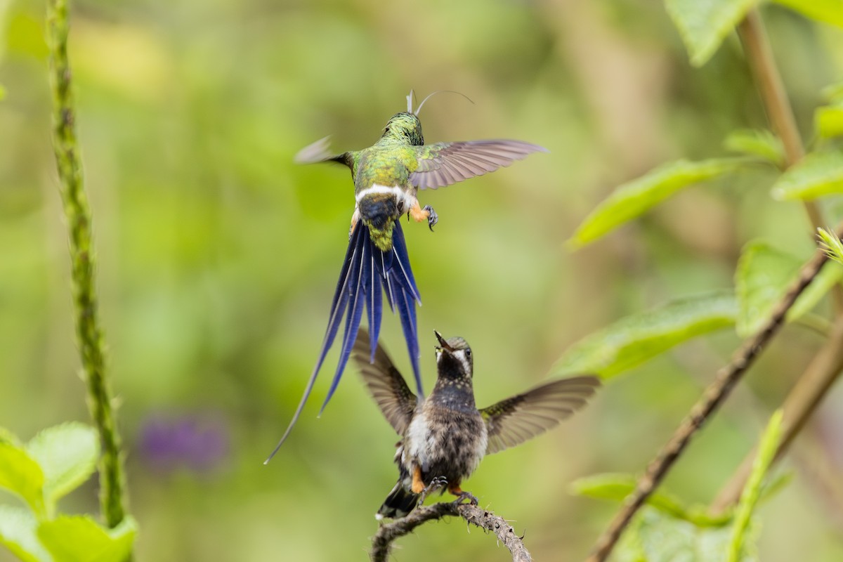 Wire-crested Thorntail - ML646813972
