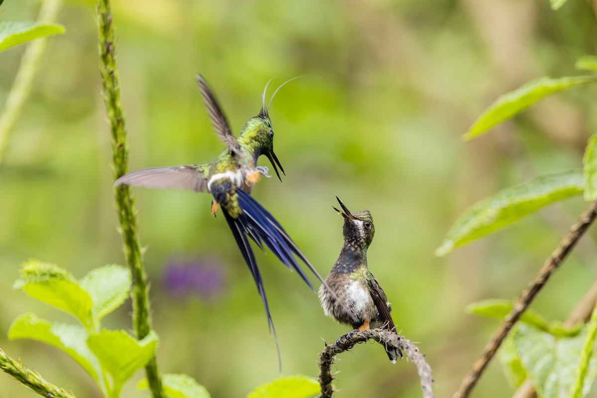 Wire-crested Thorntail - ML646813973