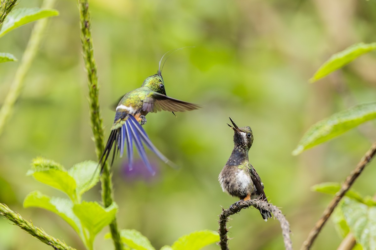 Wire-crested Thorntail - ML646813974
