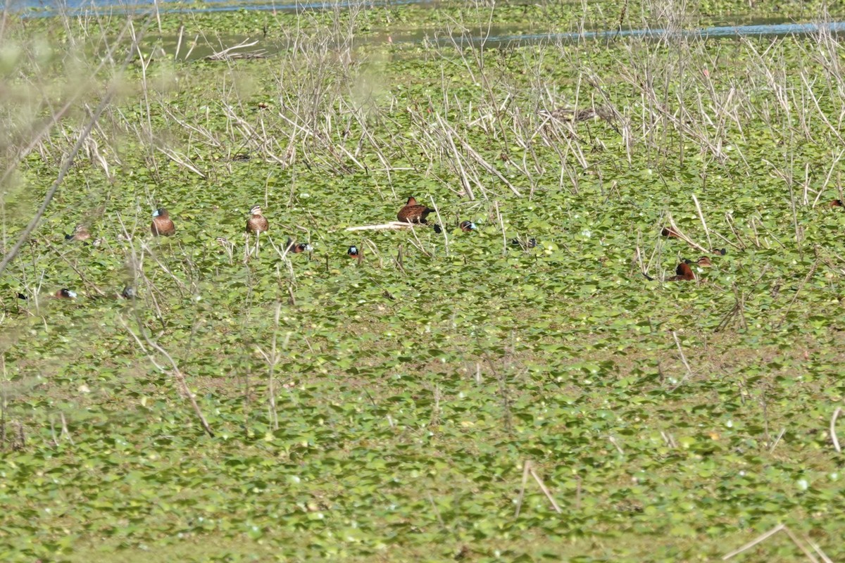 Савка маскова - ML646813975