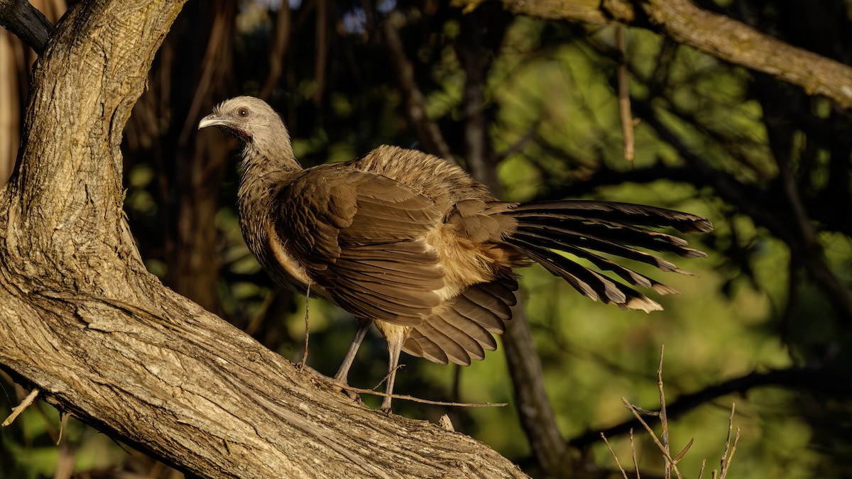 ムジヒメシャクケイ - ML646813976