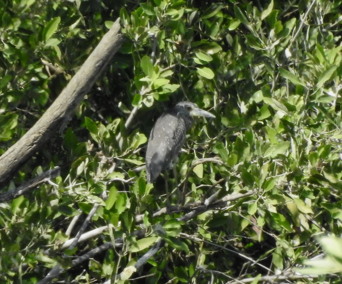 Yellow-crowned Night Heron - ML646813977