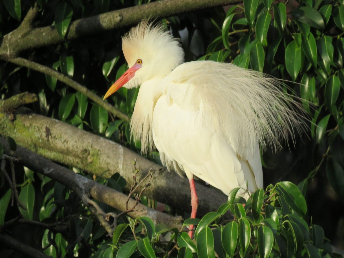 Western Cattle-Egret - ML646813978