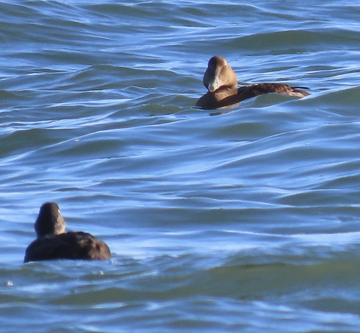 Éider Común - ML646813979