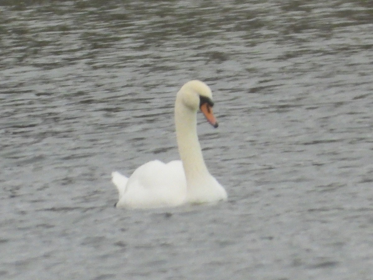 Mute Swan - ML646813980