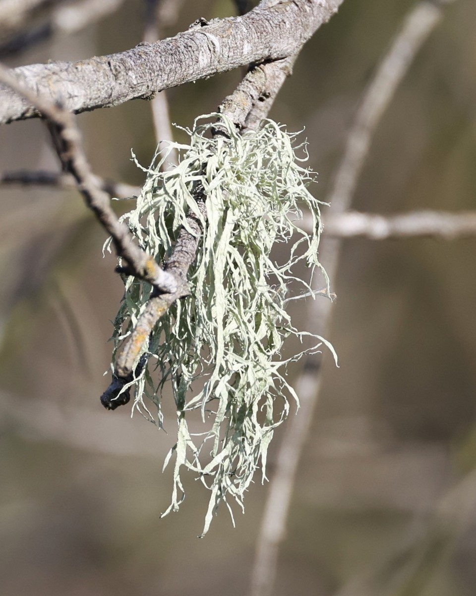 Animals - ML646813981