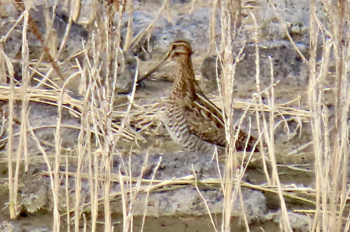 Wilson's Snipe - ML646813982
