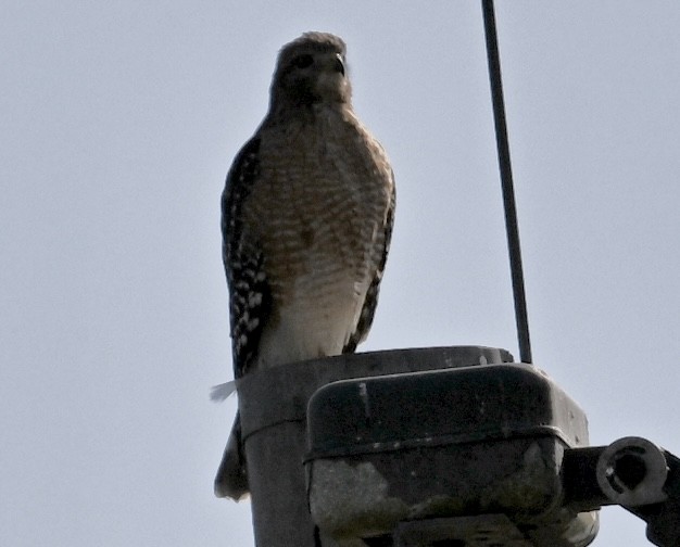 Канюк рудоплечий - ML646813983