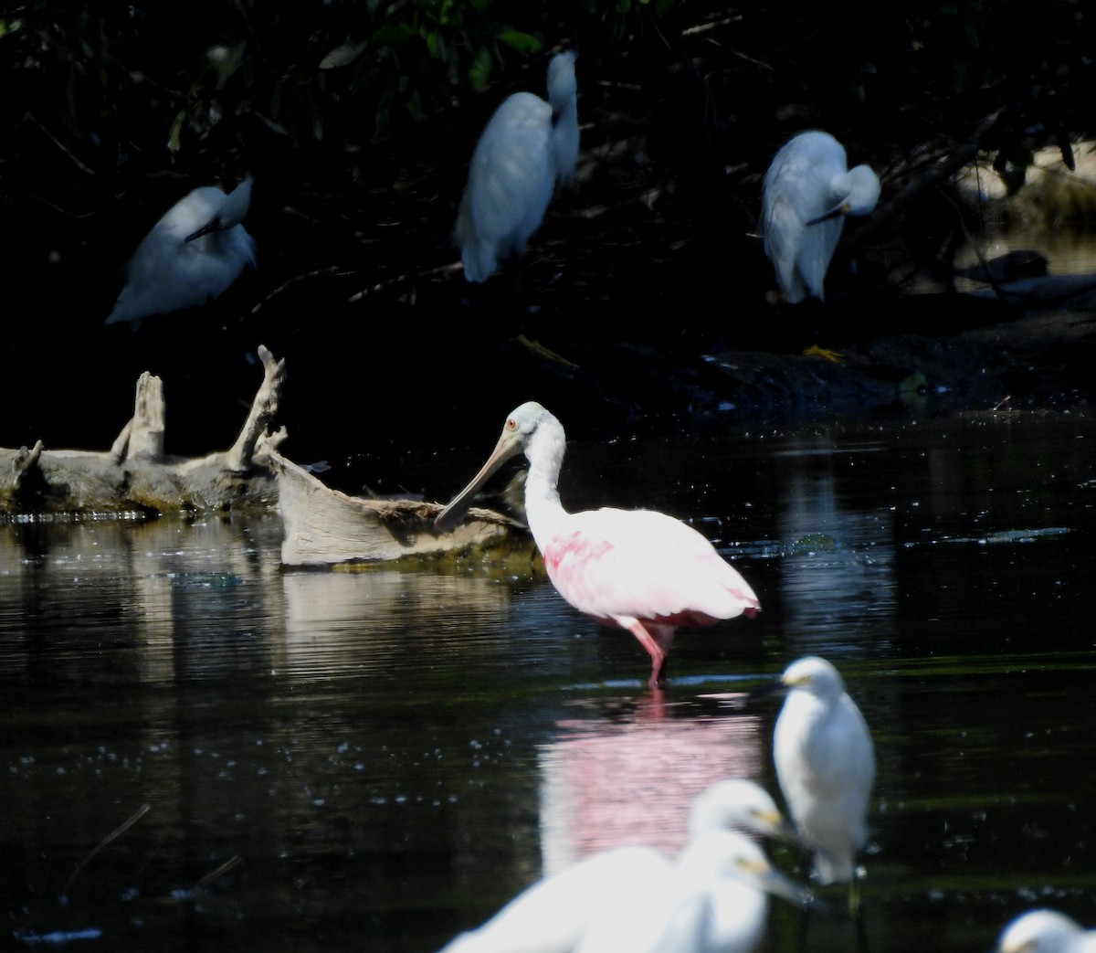 Roseate Spoonbill - ML646813984