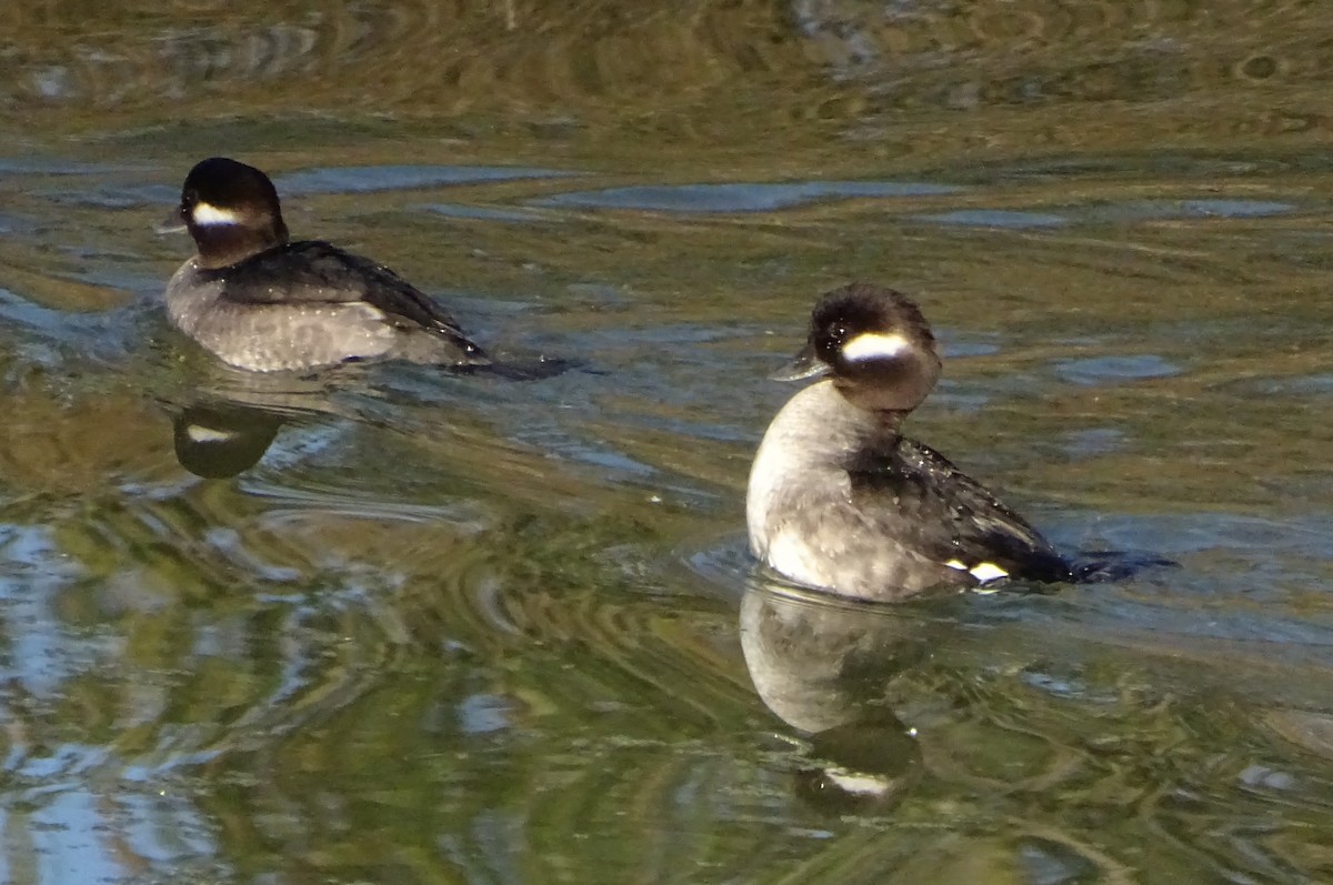 hohol bělavý - ML646813985