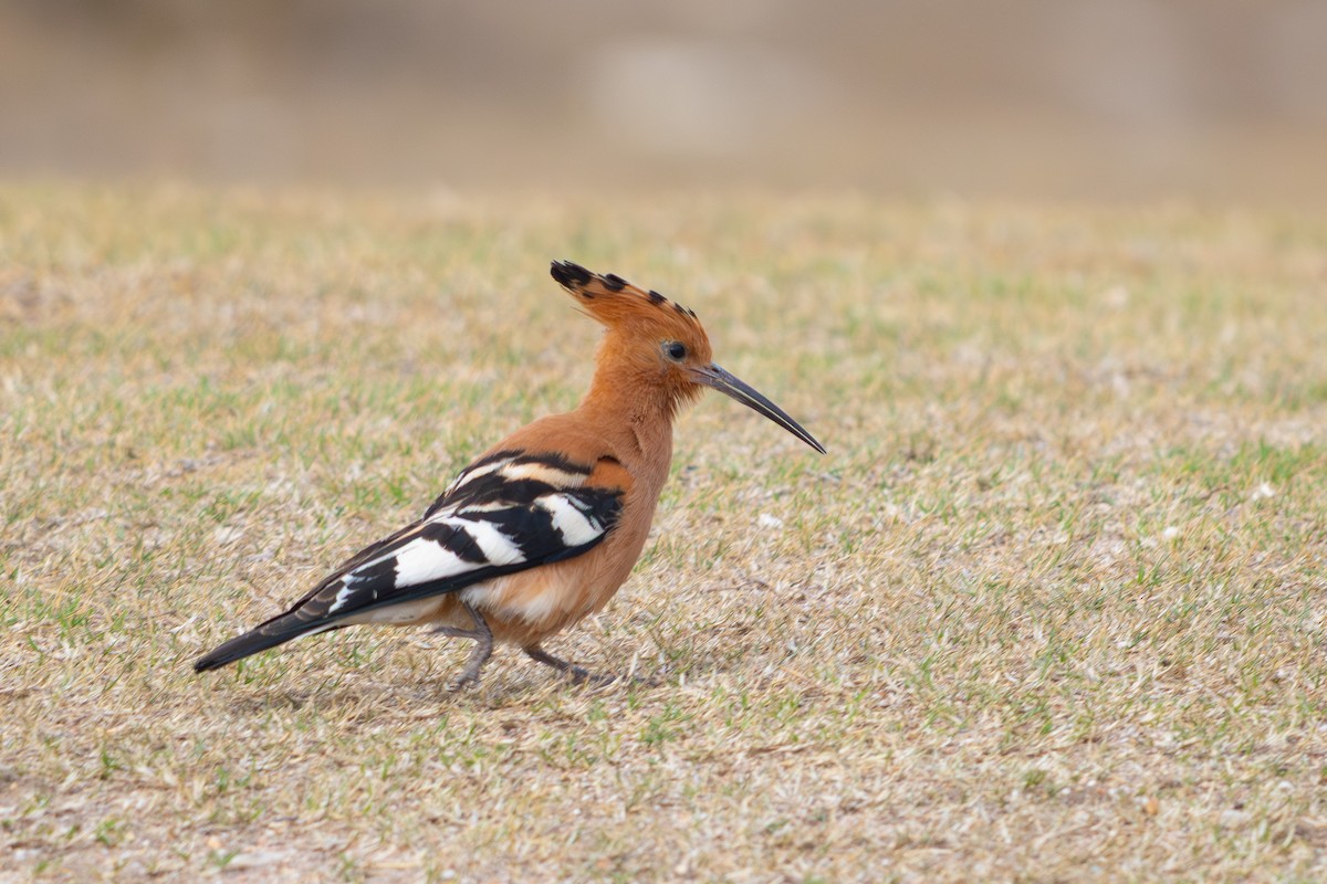 Common Hoopoe (African) - ML646813986