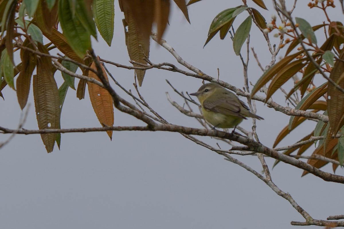 Philadelphia Vireo - ML646813991