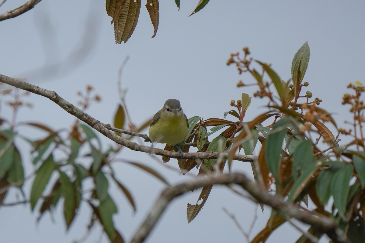 Philadelphia Vireo - ML646813992