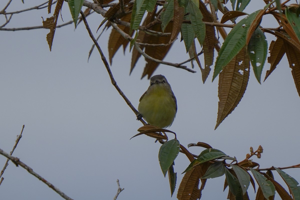 Philadelphia Vireo - ML646813993