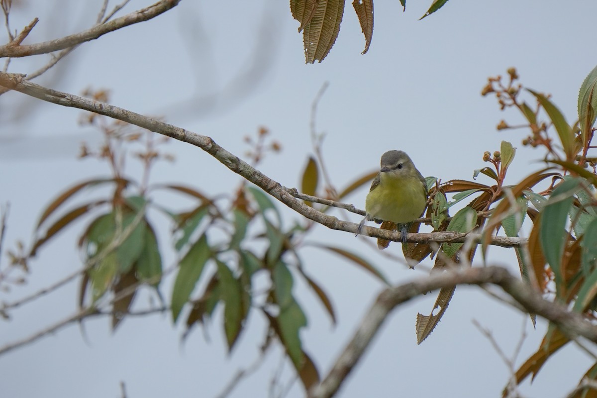 Philadelphia Vireo - ML646813995