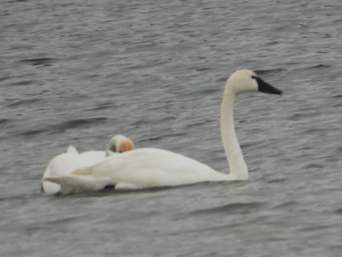 Tundra Swan - ML646814000