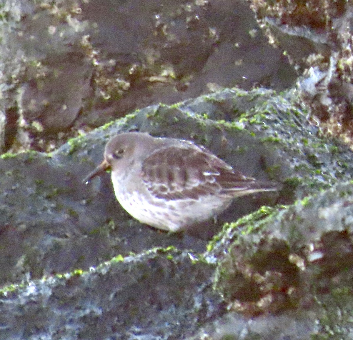 Correlimos Oscuro - ML646814003