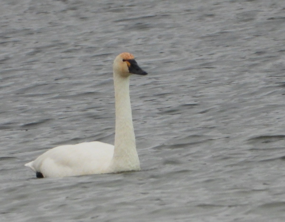 Tundra Swan - ML646814006