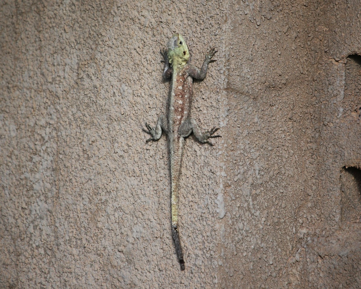 Reptiles - ML646814007