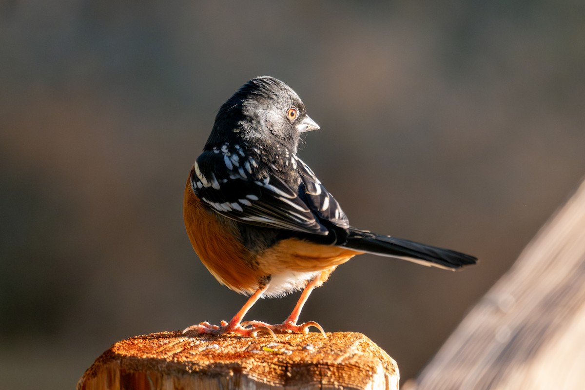 Spotted Towhee - ML646814008