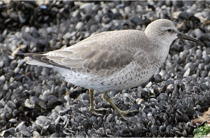 Bécasseau maubèche - ML646814009