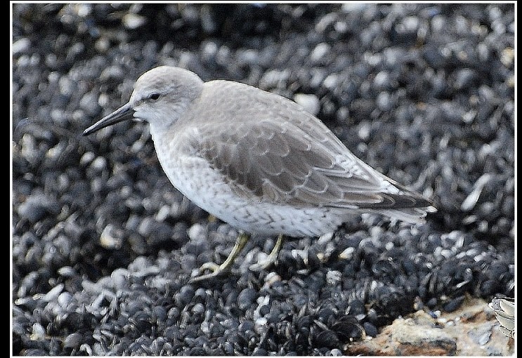 Bécasseau maubèche - ML646814010