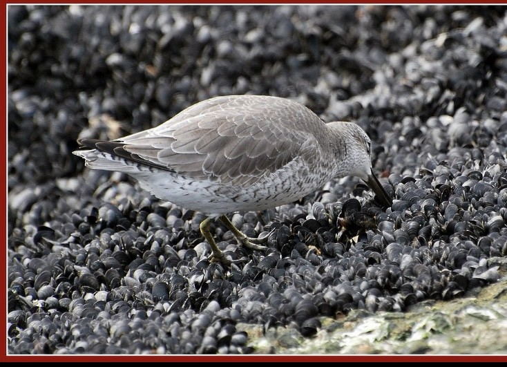 Bécasseau maubèche - ML646814011