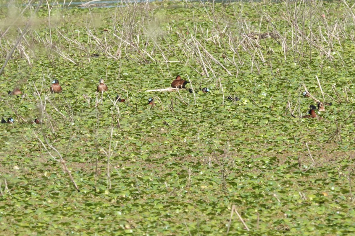 Савка маскова - ML646814012