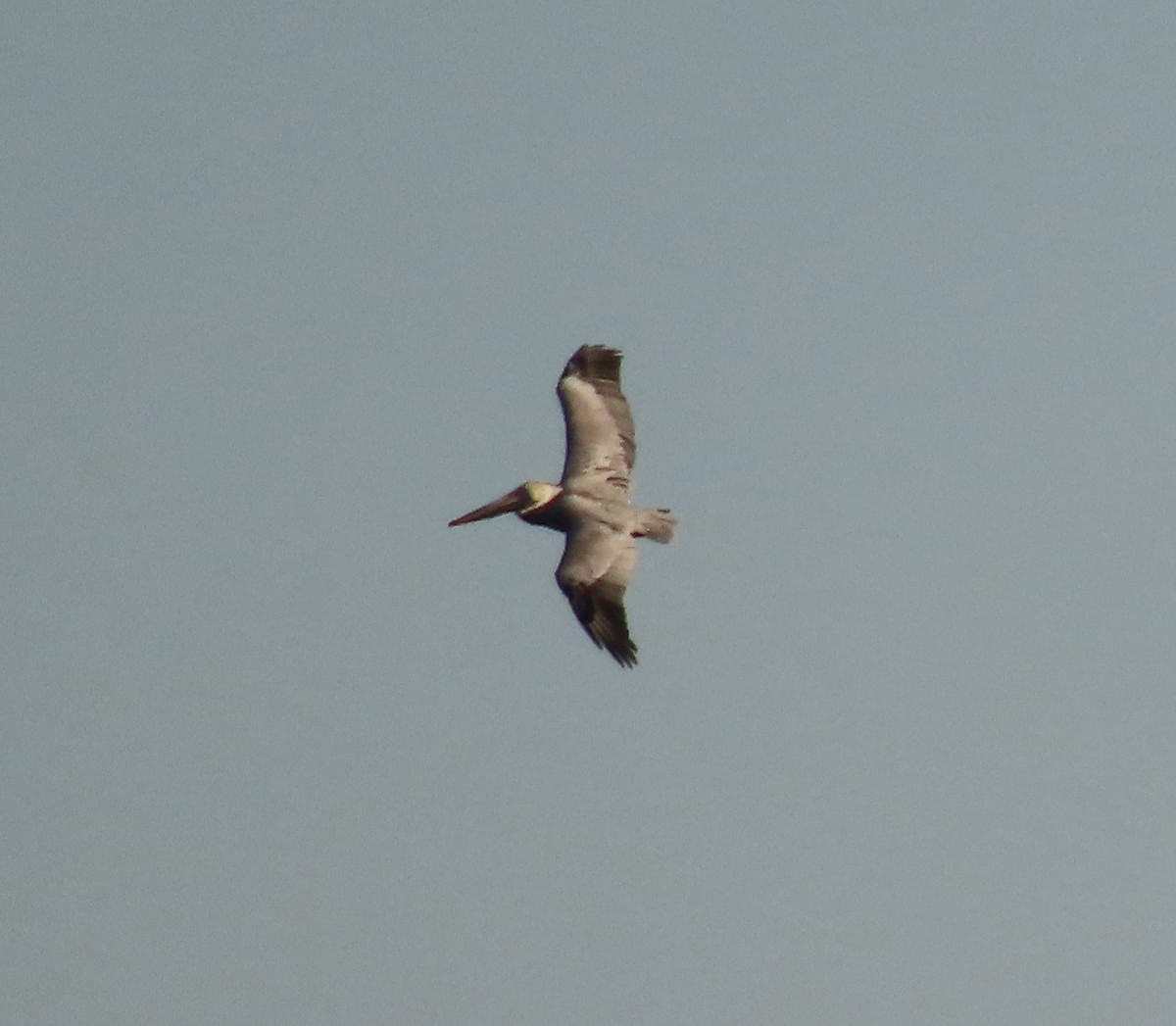 Pelícano Pardo - ML646814013