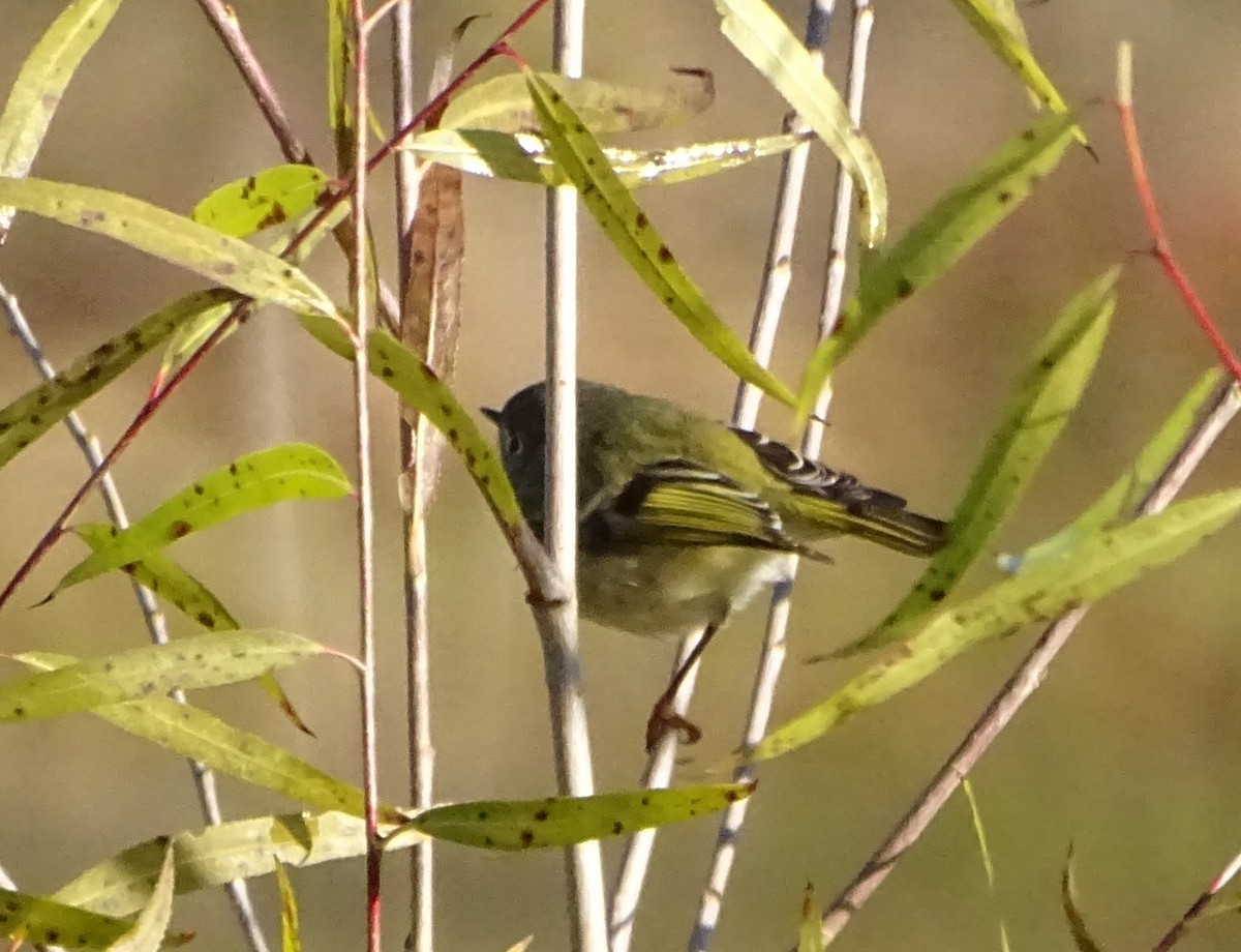 králíček americký - ML646814019