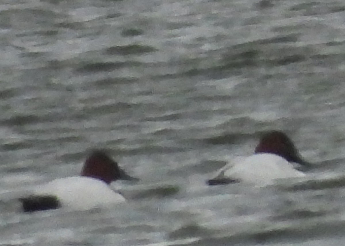 Canvasback - ML646814021