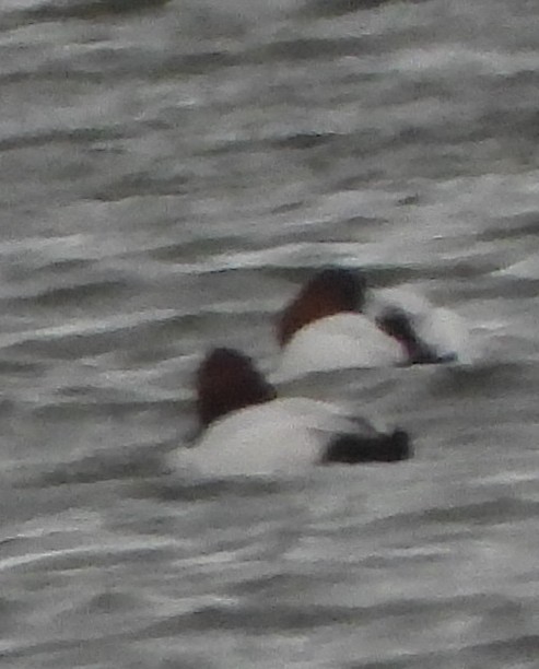 Canvasback - ML646814023