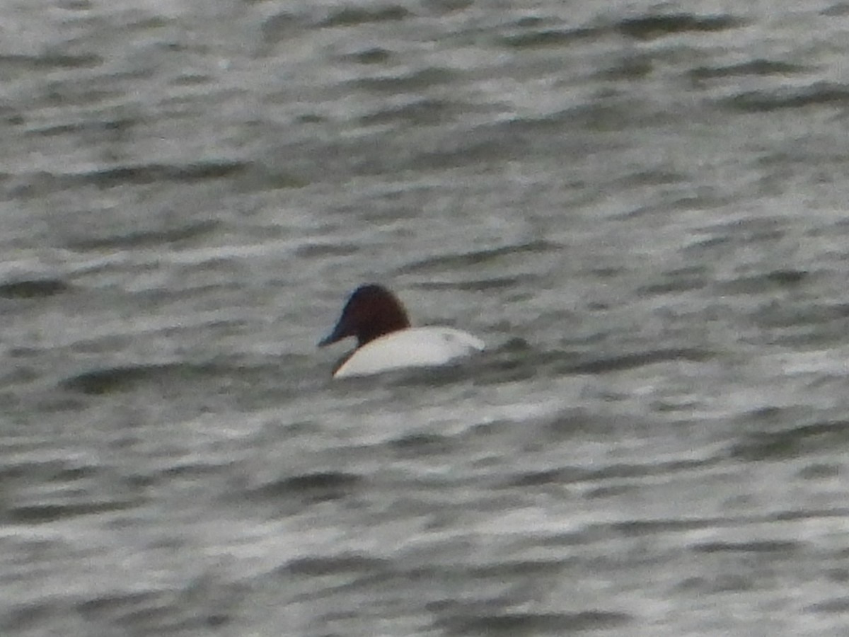 Canvasback - ML646814024