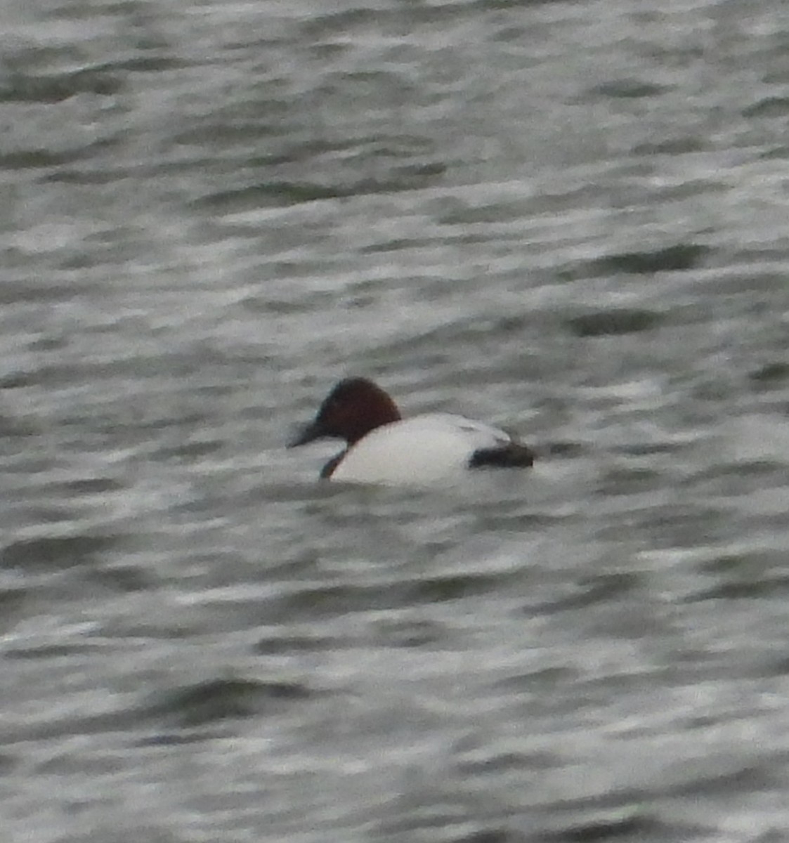 Canvasback - ML646814025