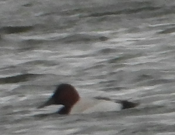 Canvasback - ML646814026