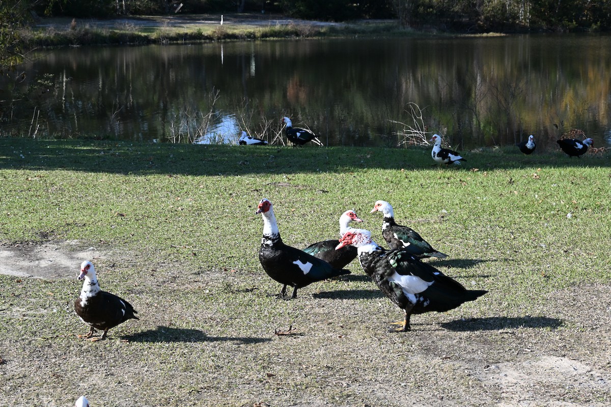 Качка мускусна (свійська) - ML646814027