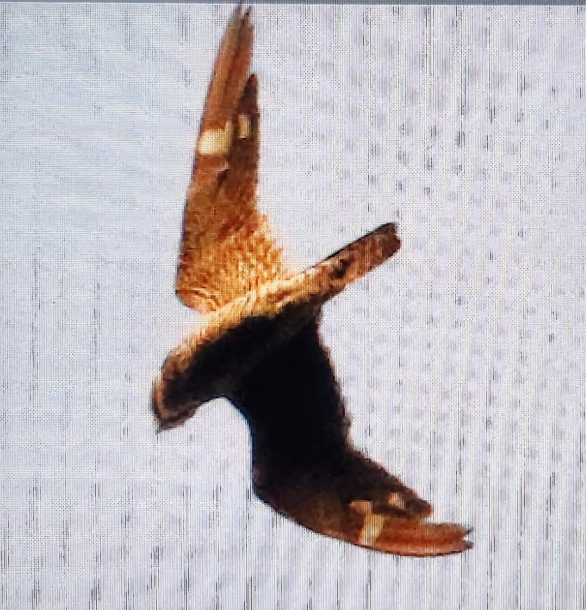 アメリカヨタカ - ML646814033