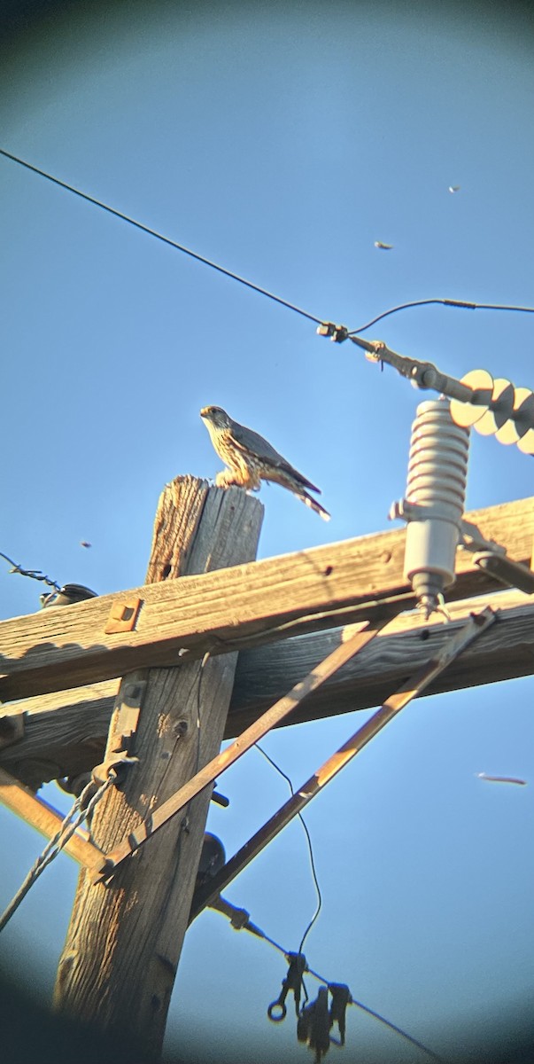 Хайргууна шонхор - ML646814035