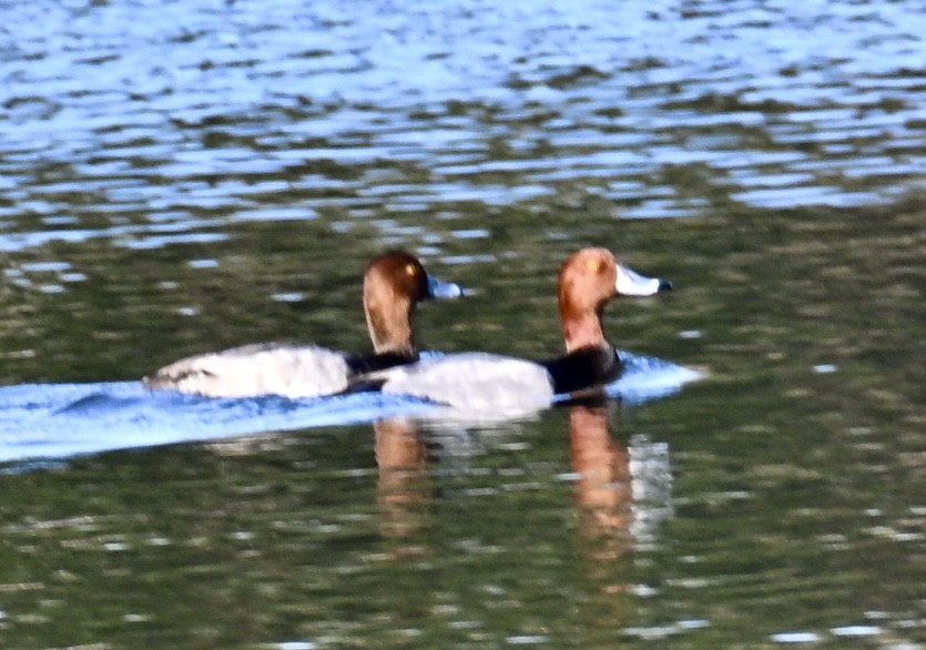 Попелюх американський - ML646814036