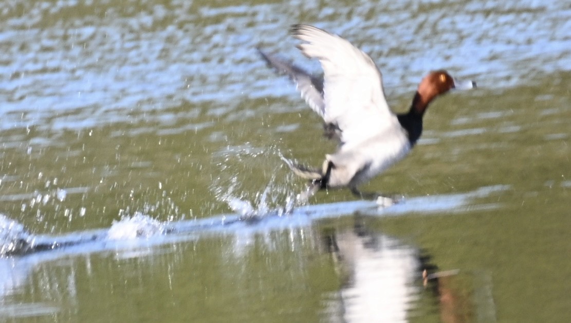 Попелюх американський - ML646814037