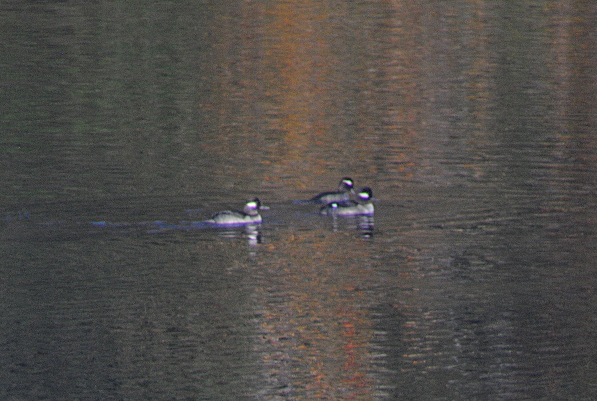 Murgilari buruzuria - ML646814038