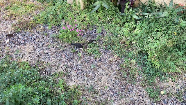 Shiny Cowbird - ML646814040