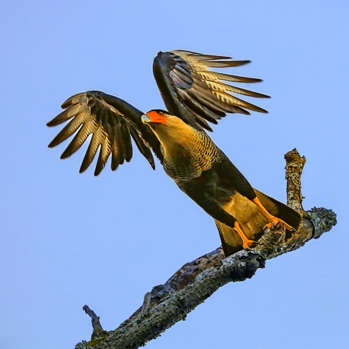 Crested Caracara - ML646814041
