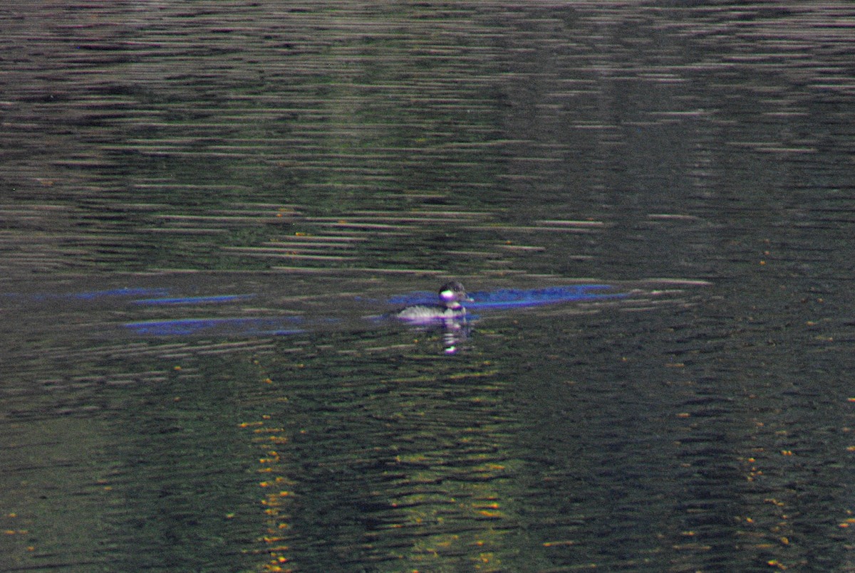 Murgilari buruzuria - ML646814042