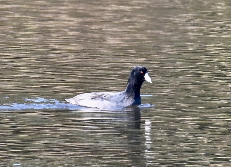 American Coot - ML646814045