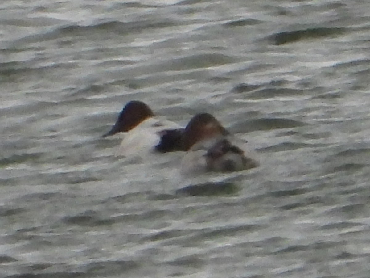 Canvasback - ML646814046