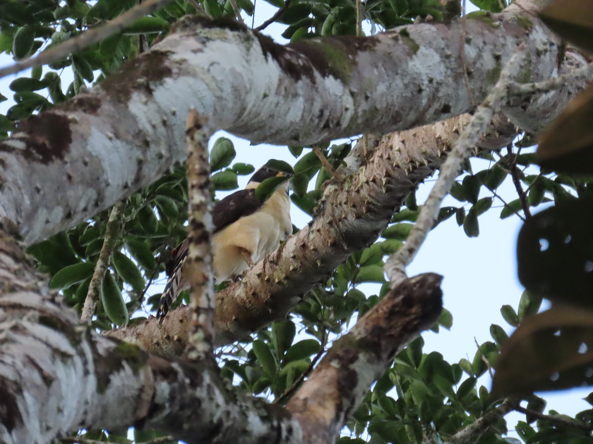 Laughing Falcon - ML646814054