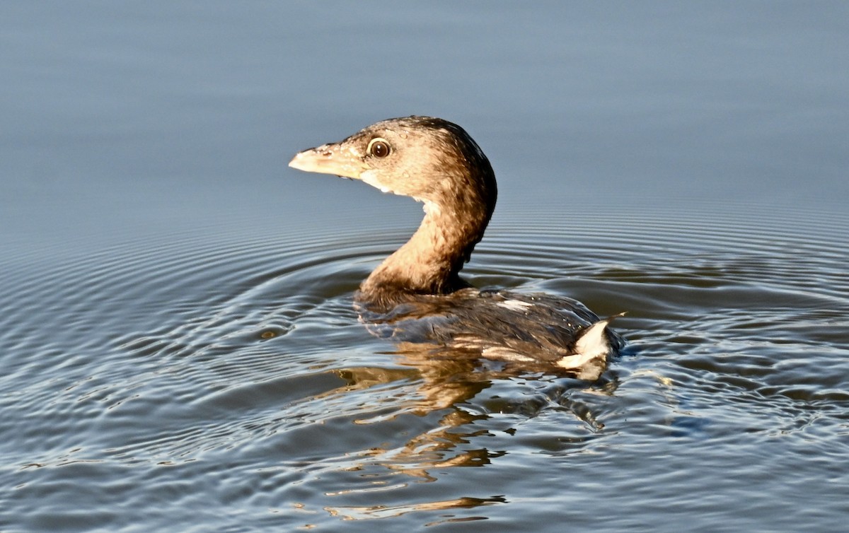 Пірникоза рябодзьоба - ML646814055