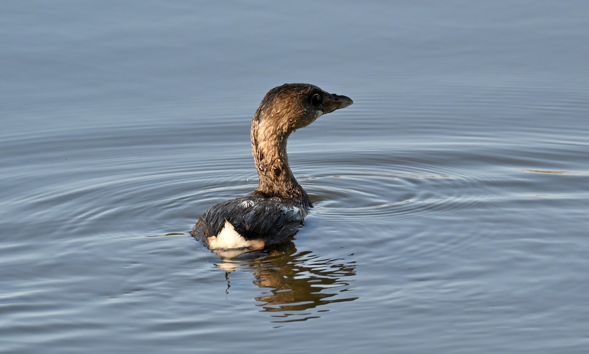 Пірникоза рябодзьоба - ML646814056